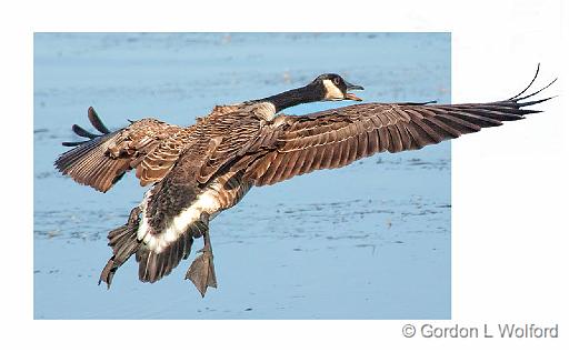 Landing Gear Down_26057v2.jpg - Canada Goose (Branta canadensis) photographed at Ottawa, Ontario, Canada.